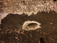 Rattus norvegicus