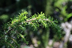 Pultenaea hispidula