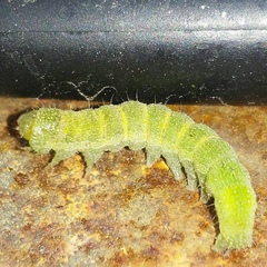 Orthosia hibisci