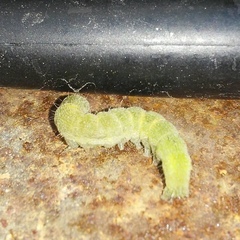 Orthosia hibisci