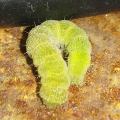Orthosia hibisci