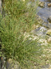Carex extensa