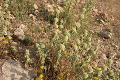 Marrubium
