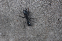 Plectroctena mandibularis