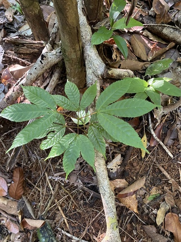 Caryocar costaricense - Fruit