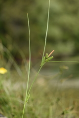Carex extensa