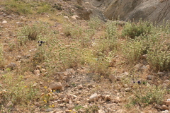 Marrubium
