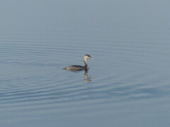Podiceps cristatus