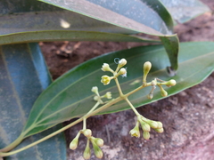 Cinnamomum