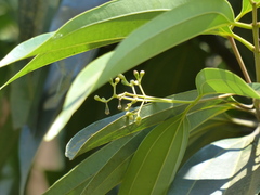 Cinnamomum