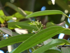 Cinnamomum