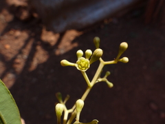 Cinnamomum