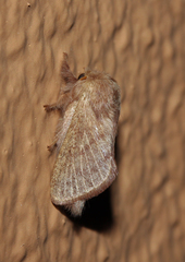 Anadiasa punctifascia