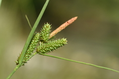 Carex extensa