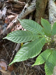 Caryocar costaricense