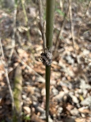 Echinodothis tuberiformis