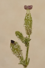 Silene nicaeensis