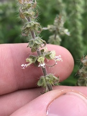 Ocimum gratissimum