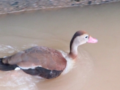 Dendrocygna autumnalis