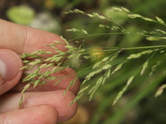 Poa anceps