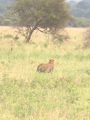 Panthera pardus pardus