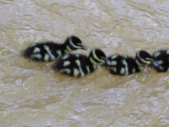 Dendrocygna autumnalis