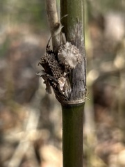 Echinodothis tuberiformis