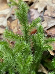 Lycopodium clavatum
