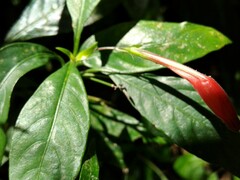 Ruellia angustiflora