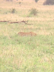 Panthera pardus pardus