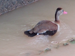 Dendrocygna autumnalis