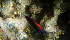 Pomacentrus bankanensis