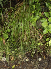 Poa anceps