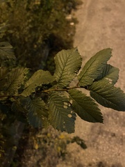 Ulmus minor
