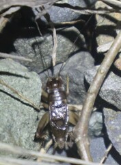 Anurogryllus