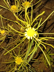 Geigeria burkei