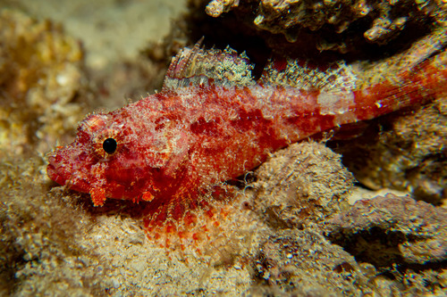 Decoy scorpionfish (Iracundus signifer) — Scorpaenidae — 4