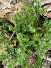 Lycopodium clavatum