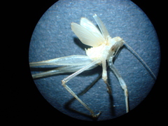 Phaneropterinae