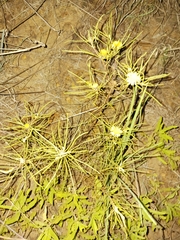 Geigeria burkei
