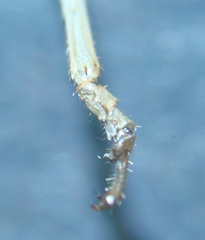 Phaneropterinae