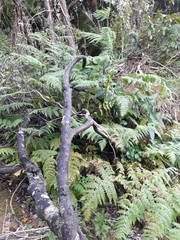 Hypolepis dicksonioides