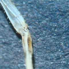 Phaneropterinae