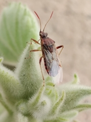 Liorhyssus hyalinus