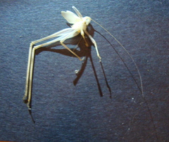 Phaneropterinae