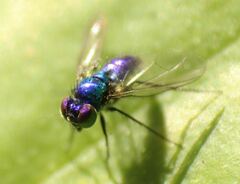 Condylostylus mundus