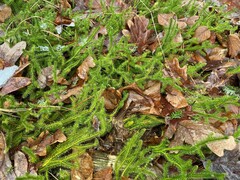 Lycopodium clavatum