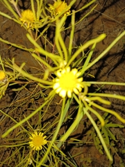 Geigeria burkei