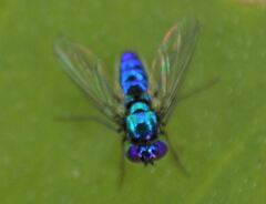 Condylostylus mundus