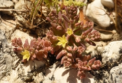 Sedum eriocarpum epiroticum
